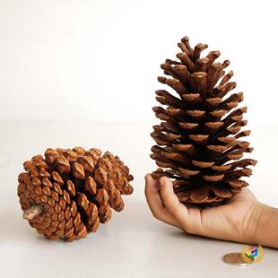 ̖�����ɹ��b[���׃��@�ֹ�diy�����}�Q�����߲����}�Q��