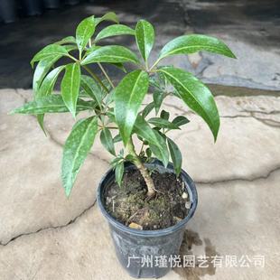 ���ͱ��_�Ϙ����~��ֲ���҃��b͏d�^�~���Ա��W�L�W�t�Gֲ