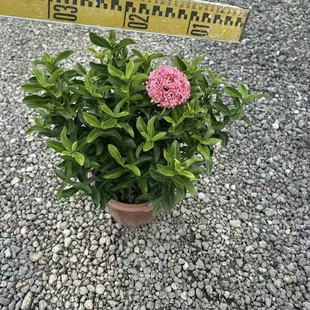2512�������l �m�������� ������ �־G����ľС��ľ