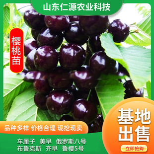 Yellow Honey Cherry Seedlings Shandong Cherry Seedlings Potted Ground Cherry Saplings Shandong Meizao Cherry Saplings