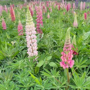 ���������Ի��� ���I�� ���~���ȶ� �G����ľ��ľ�ر�����ֲ��