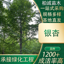 银杏树园林绿化行道树风景白果树苗苗木工程用苗庭院四季生态乔木