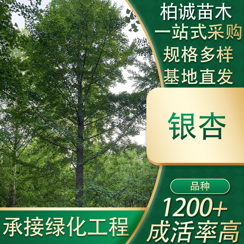银杏树园林绿化行道树风景白果树苗苗木工程用苗庭院四季生态乔木
