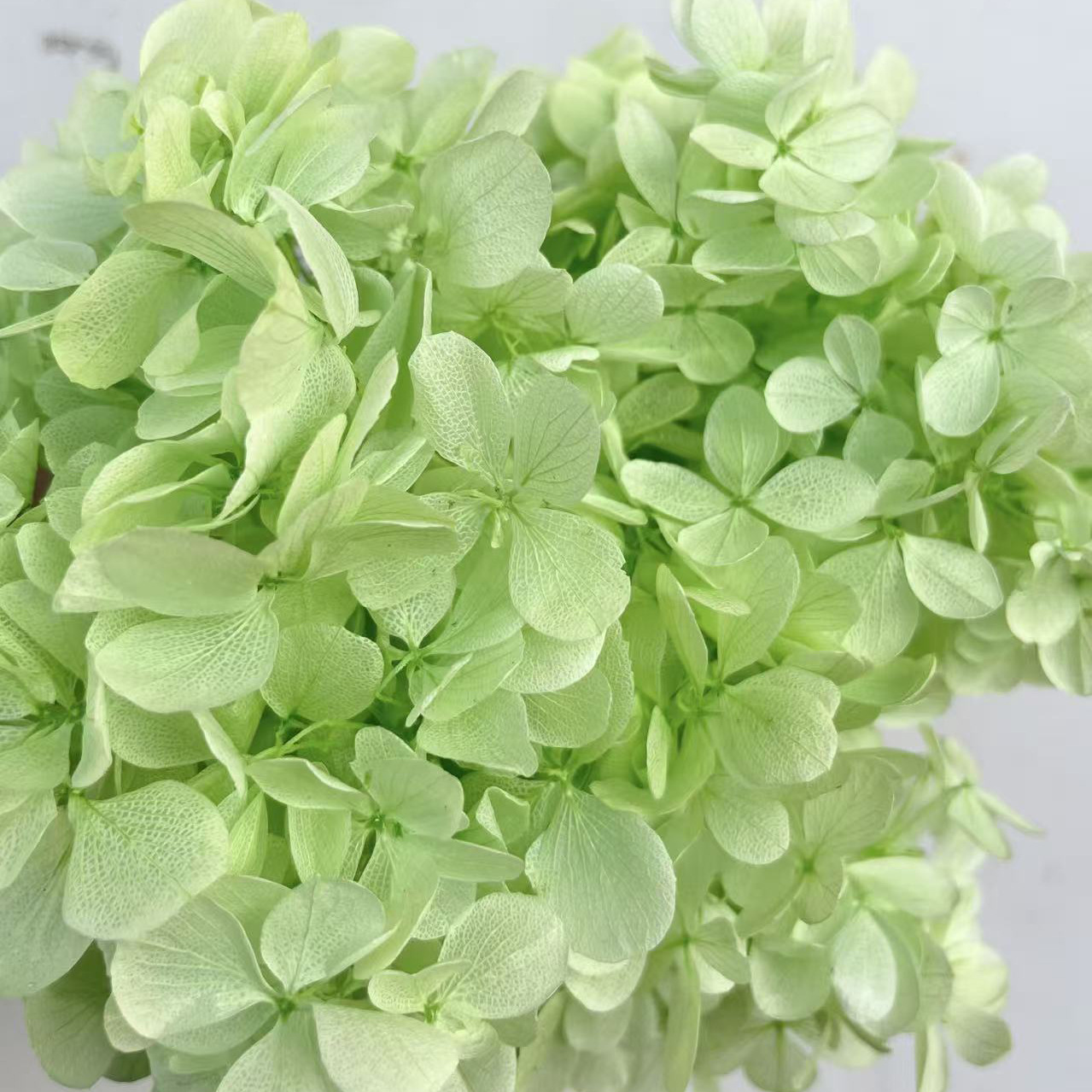 ✅ Flores secas flores eternas hortenida color gradiente material hecho a mano bolsa de calzado de boda cubierta de vidrio grupo de construcción de flores actividades