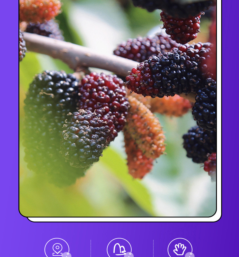 Black Mulberry Puree NFC Mulberry Juice Concentrate 500ml Box 50ml Bottles in use