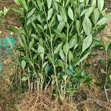 ߮aˮdӘ~dӻجFlFں÷N׻l؛