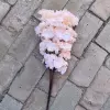 Шампанское (сакуровый, пятизубчатый)