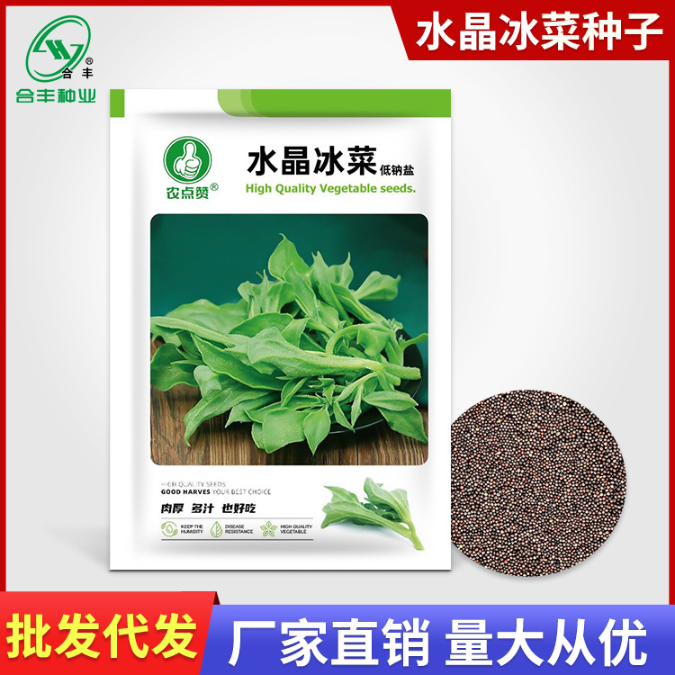 水晶冰菜种子2000粒 冰菜种籽冰草野菜田园盆栽蔬菜种孑厂家批发