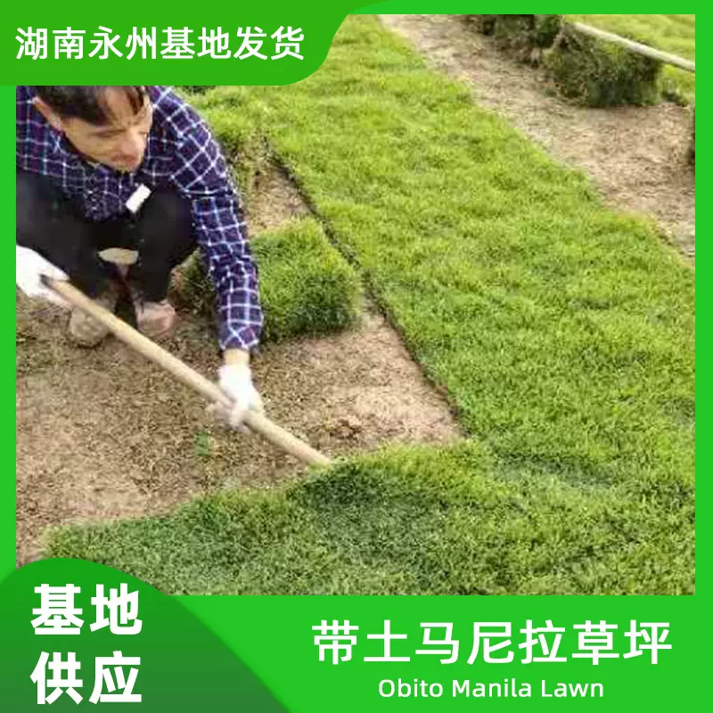 马尼拉草皮四季青草坪绿化果岭草带泥百慕大真草坪批发矮麦冬草