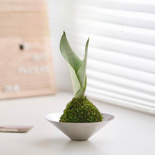 不锈钢碗绿植北欧风简约水培发财树客厅净化空气室内盆栽植物办公