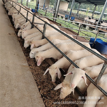 ���B���N Сβ���� ���^�Ų��d����� �^̥����Сβ����