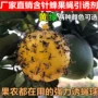 种植防治果园柠檬球
