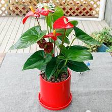 武汉高端花卉绿植水培花烛红掌绿植盆栽送货上门花姿奇特美妍