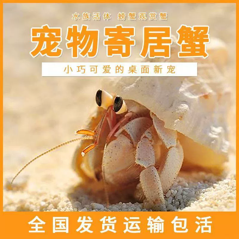 Милые наземные моллюска-крабы живут оптом, просты в уходе, маленькие живые крабы для демонстрации в торговом зале, декоративные крабы, моллюска-краб оптом.