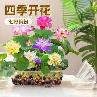 ��ɏ�N�߲������ɫˮ�໨��ˮ�B�ļ�ɏ���ɻ���ɏź�Gֲˮ��ɏ��