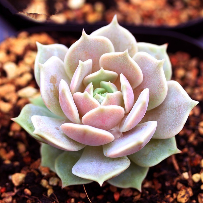 루나 로터스 4cm (플라스틱 화분에 심어 배송)