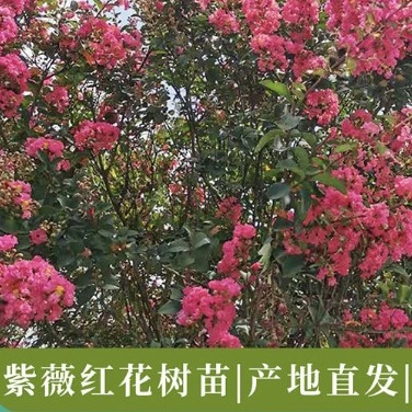 紫薇红花痒痒树8-15公分大红二红 绿化工程紫薇花树苗小苗庭院种