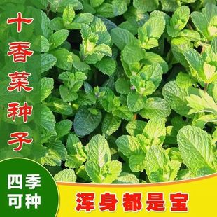 ʮ��˷N�ӷN��ʯ��˱�������ʳ���Ĵ��~��˲��ļ����߲˷N����