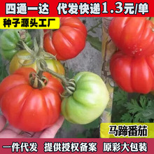 马蹄番茄种子沙瓤大西红柿苗蔬菜籽农家菜园盆栽阳台蔬菜苗种子孑