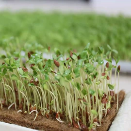 毛毡;针刺无纺布;麻类