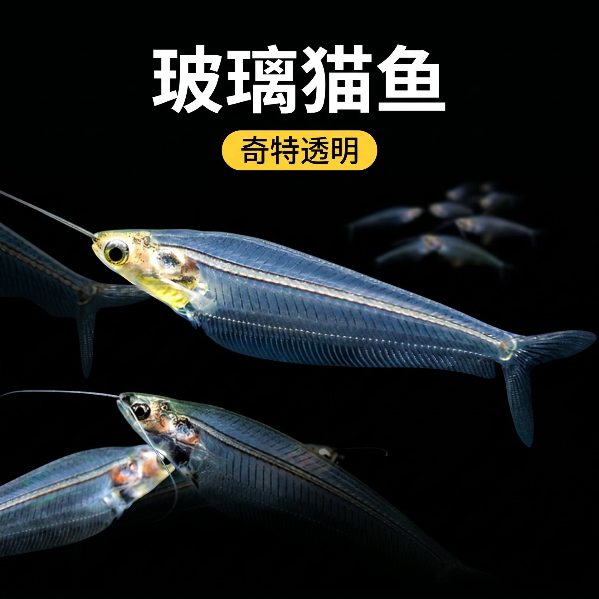 玻璃猫鱼热带鱼观赏鱼淡水鱼草缸透明鱼活体群游小型鱼幽灵猫鱼