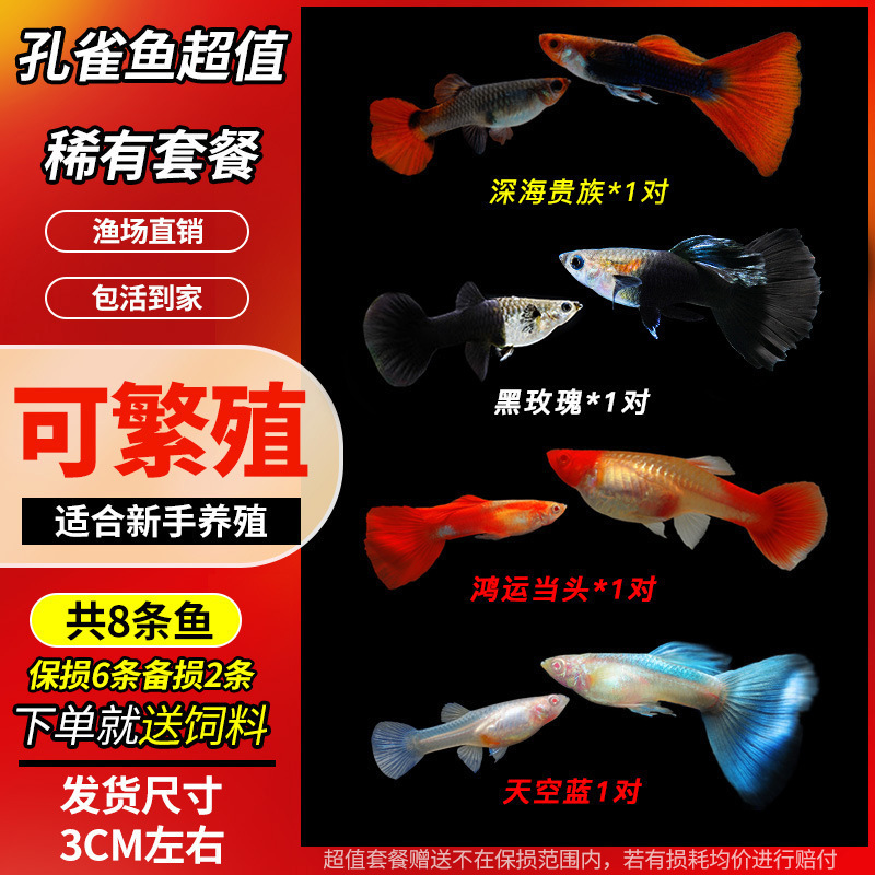 孔雀鱼精品小鱼缸观赏鱼好养耐活热带鱼活鱼天空蓝小型小鱼苗|undefined