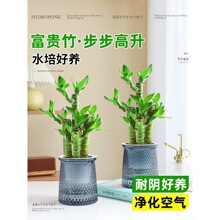 ���F�������񲽲����k���҃�ֲ��ˮ����B����Gֲ�ļ���Ғ��