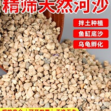 河沙粒精筛粗河砂多肉铺面石君子兰配土颗粒种植养花鱼缸造景底砂