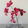 Flame Orchid-Red
