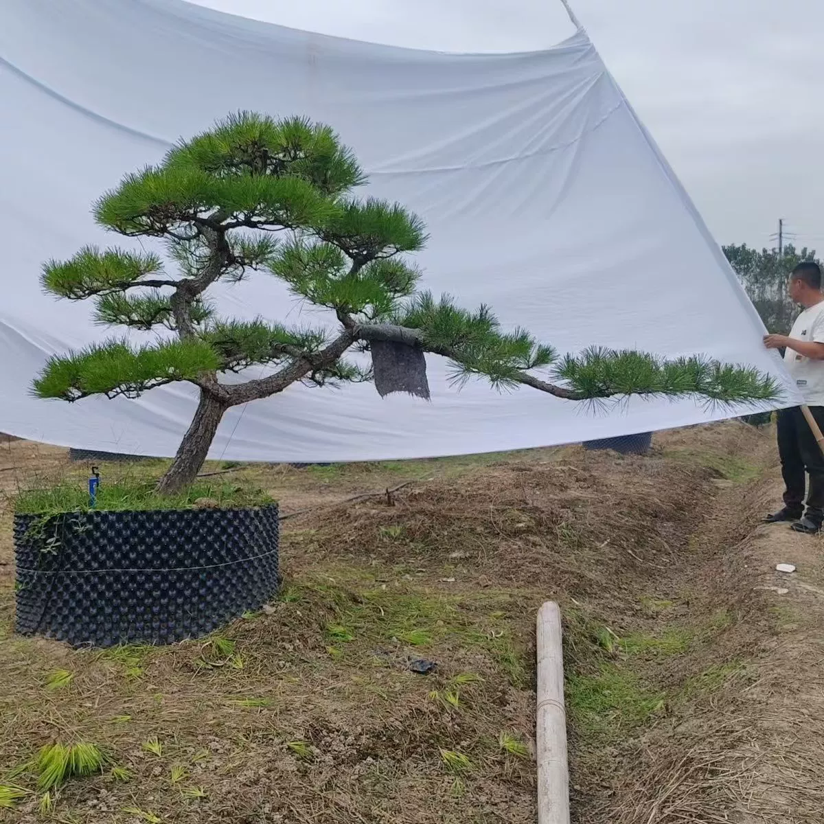 Бонсай из чёрной сосны с высоким стволом, высококлассное ландшафтное дерево для виллы.