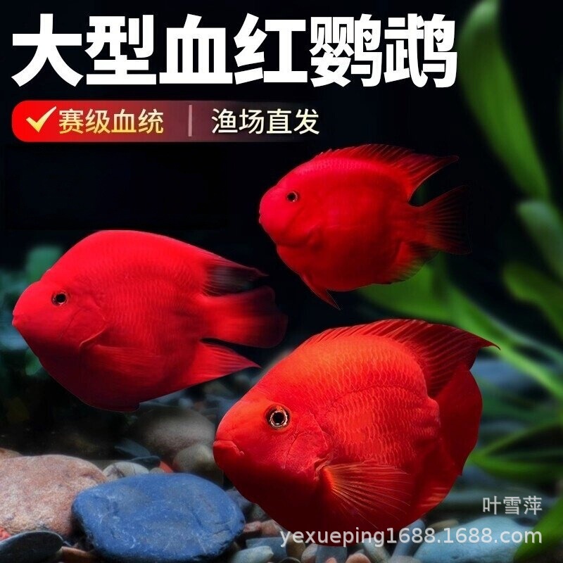 Fortune fish, parrot fish, money fish, ornamental fish, red fortune fish, red gold ingot blood parrot fish, fortune fish, live fish, easy to care for Fortune fish, parrot fish, money fish, ornamental fish, red fortune fish, red gold ingot blood parrot fish, fortune fish, live fish, easy to care for