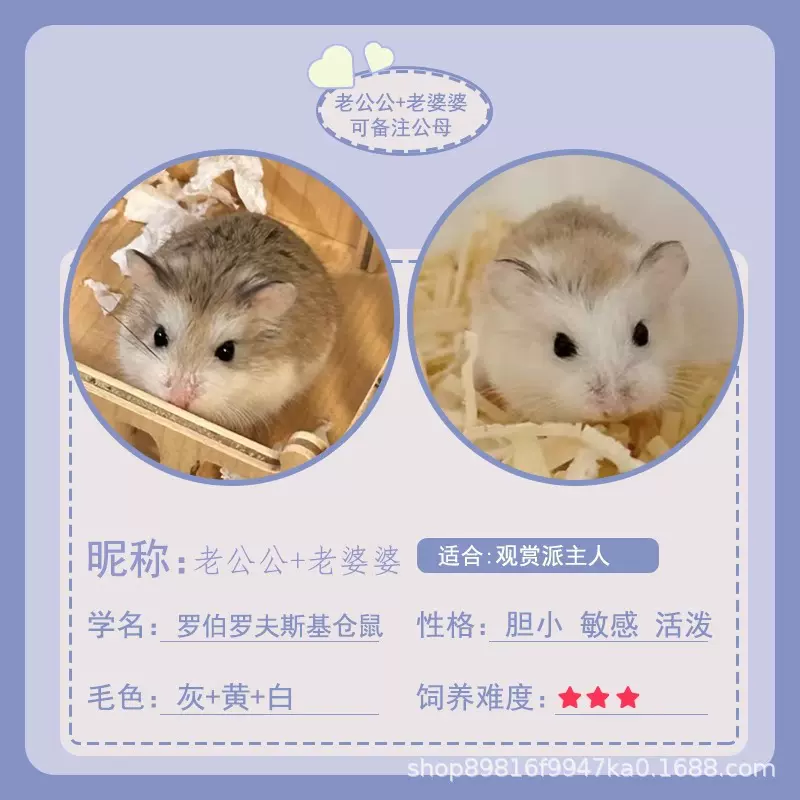 批发三线仓鼠紫仓银狐布丁学生活体幼年便宜小宠物小孩子清仓