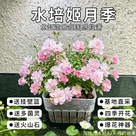 其它水族用品;水草及肥料;造景/装饰