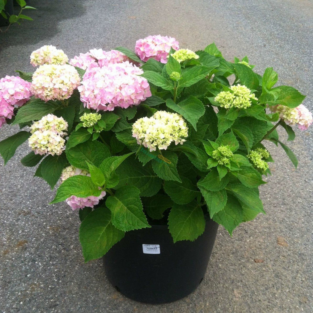 Гортензия коническая бесконечная летняя древесная Гортензия Европейская древесная Гортензия Цветочная рассада снежный ком в горшках поле сад морозостойкие растения