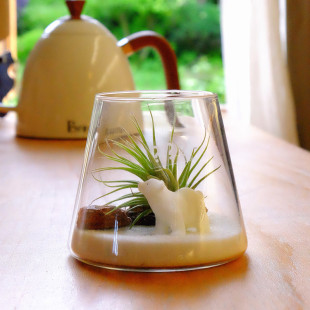 Air pineapple well -raised soilless cultivation room Lazy plant desk creative potted micro landscape