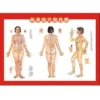 Full body acupoint diagram