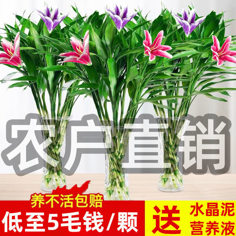 【農戶直銷】富貴竹水養盆栽花卉室內客廳桌面綠植辦公室綠色植物