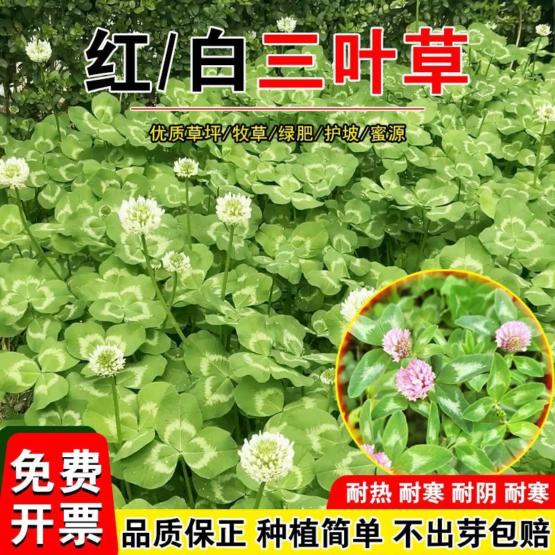 白三叶种子耐热红白三叶草籽耐寒四季常青园林绿化护坡绿肥牧草