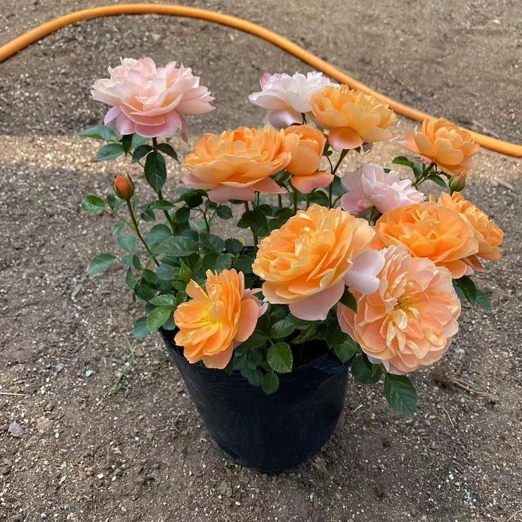 Сок Балконный кустарник Ou рассада цветов розы рассада в горшках 1 галлон база цветов розы прямая большая выгодно