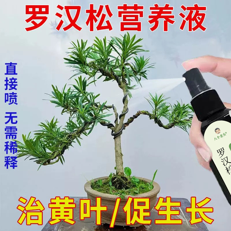 廠家供應八個老頭羅漢松專用營養液防黃葉乾枯爛根生長緩慢增肥