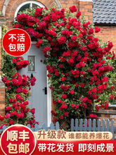 �Nޱ�����ٱ��¼��ش󻨘�ͥԺ����ֲ�ﻨ�������̨õ���ļ�����