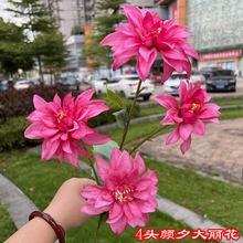 玫红色婚庆仿真花批发4头夕颜大丽花 芍药牡丹婚礼堂软装家居假花