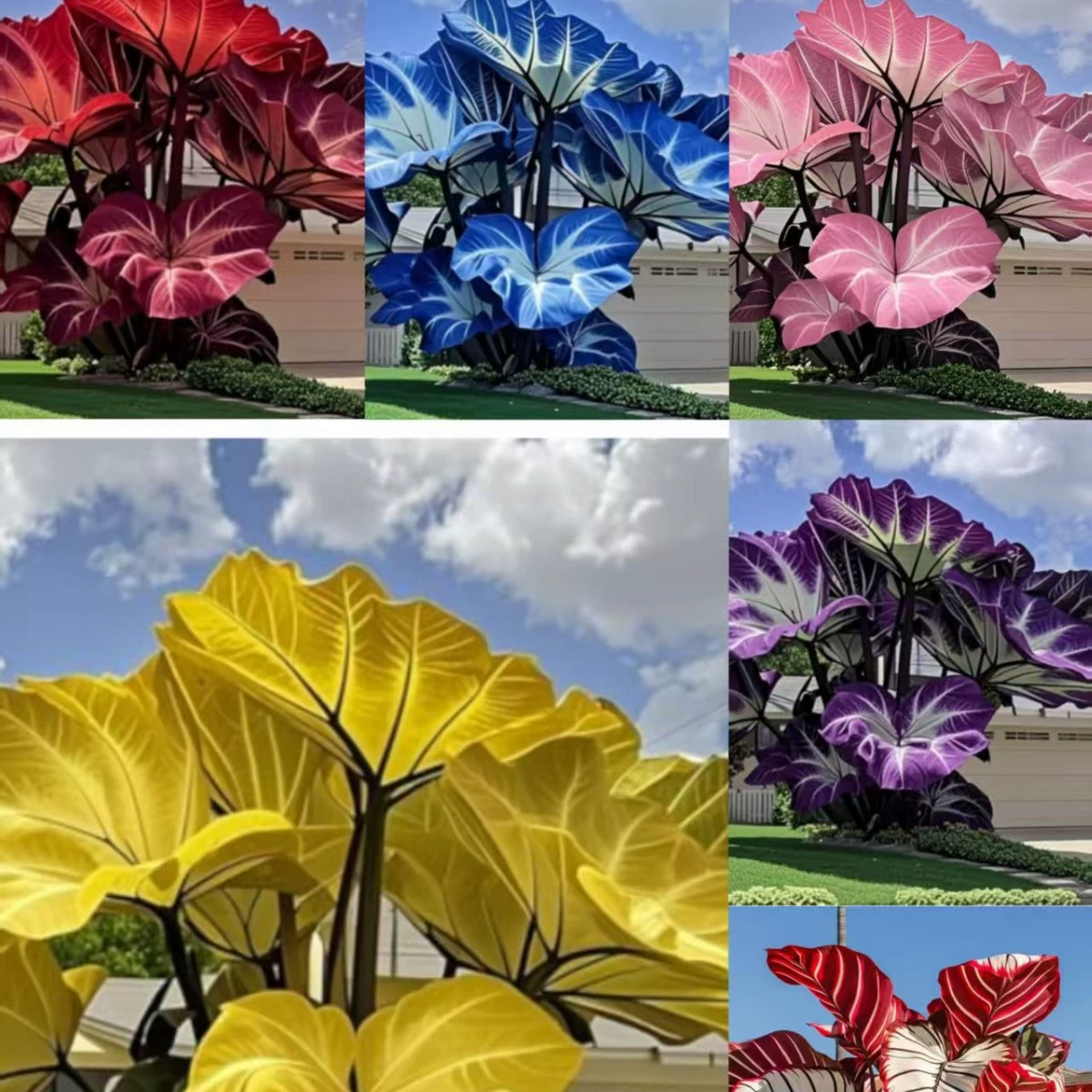 [Трансграничная поставка] Семена слоновых ушей, семена листовых растений для открытого двора, семена вечнозеленых и морозостойких цветов для всех сезонов.