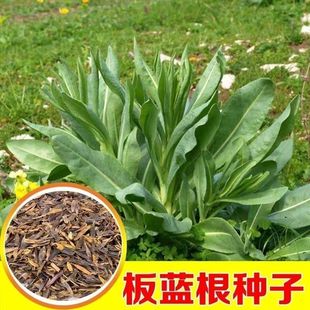 ���{���N����ș�Ĵ����~�N���{������ļ������߲˷N�Ӵ����~�N��