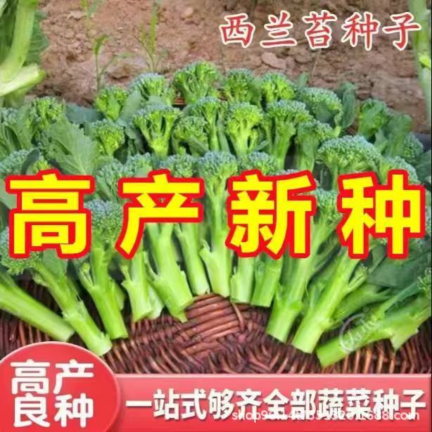 Broccoli Seeds, Mustard Greens Seeds, Small Broccoli Seeds, Mustard Greens, Cabbage Greens, Vegetable Seeds for All Seasons