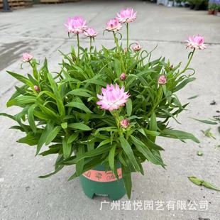 �����������D�����U�վ��^�G�����Ի��ܼ�ͥ�̨�@ˇ�л��^���辰