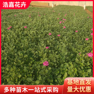 Fine-Leafed Beauty Cherry Potted Plant, Cold-Resistant Flower, Fine-Leafed Park Greening Perennial Flower, Perennial Beauty Cherry Potted Plant