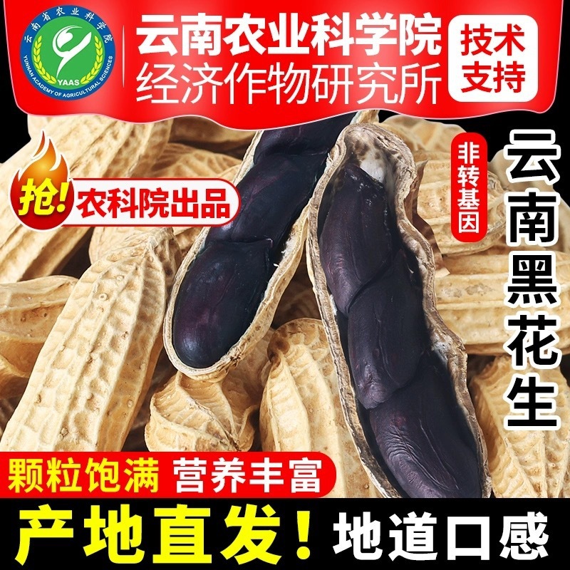 农科院云南黑花生新货带壳生的黑花生普洱特产富黑皮硒花生米|undefined