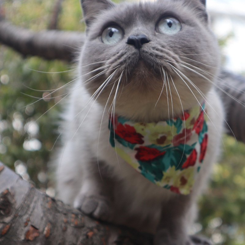 Minge New products Pet cat A collar for a horse Two piece set Flower style bow Bandage A collar for a horse Small bell