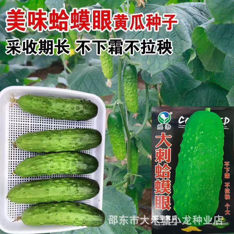 Large Thorn-Toad-Eye Cucumber Seeds, Giant Cucumbers That Don'T Freeze or Stretch Out, Big Authentic Garden-Sized Fruits